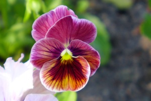 Photo of my pansy